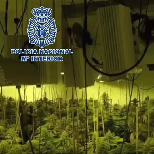 Desmantelan cultivo de marihuana con más de 1000 plantas en la localidad de Elche