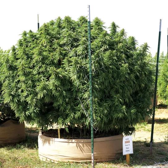Planta de cannabis
