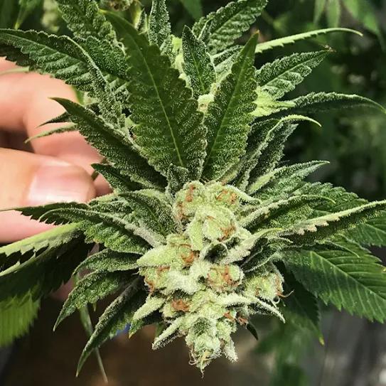 8 variedades para cultivar en casa