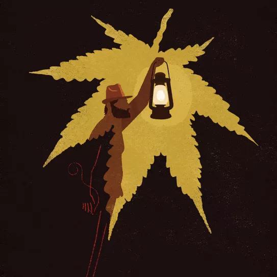 Ilustración: cannabis, activismo