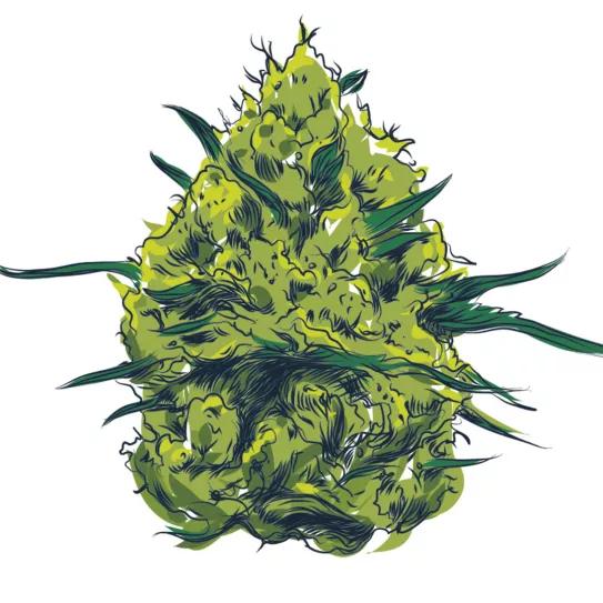 Cogollo, ilustración