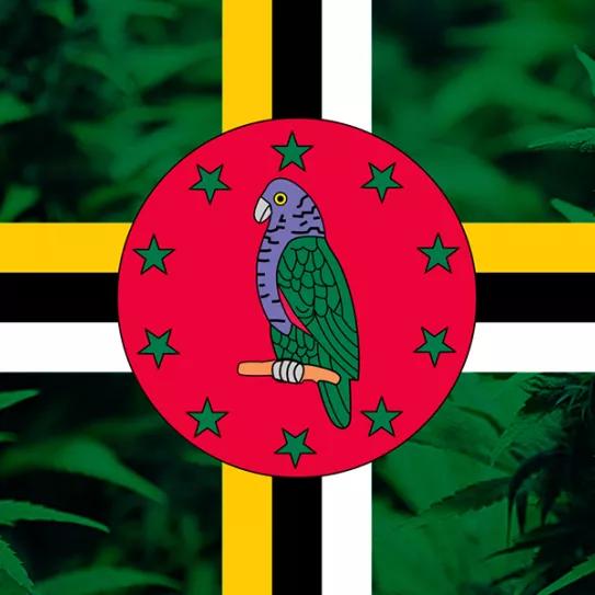 El Gobierno de Dominica legaliza el autocultivo y despenaliza la posesión de cannabis