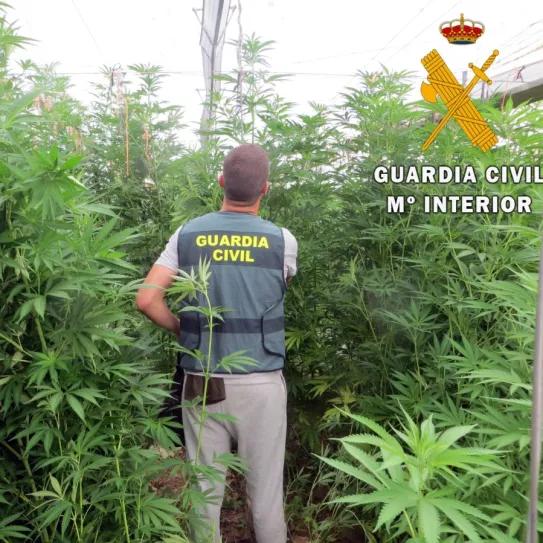 Granada registra una oleada de robos en cultivos de cáñamo 