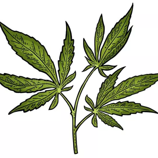 Utilidad de las hojas