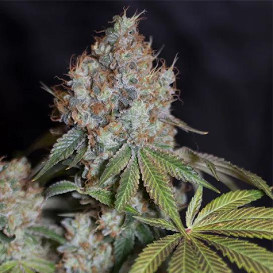 ariedades top ventas de Spanish Seeds, gratis junto con la revista #276