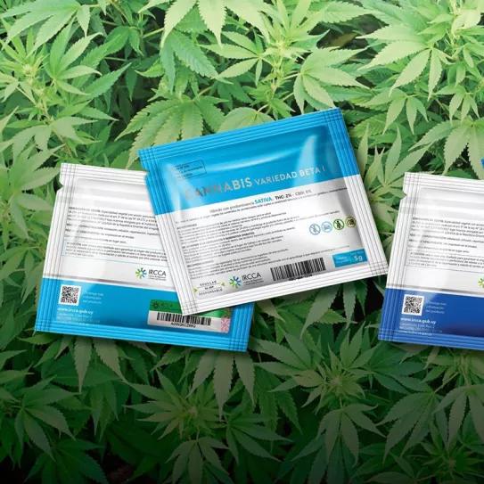 La Junta de Drogas de Uruguay estudiará la venta de cannabis a turistas