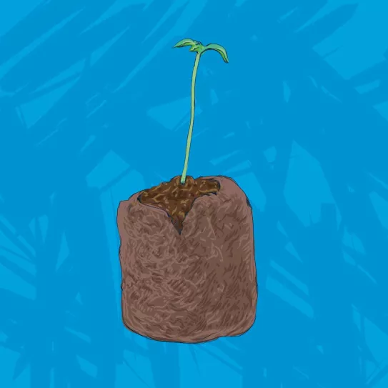 Técnicas de clonación 