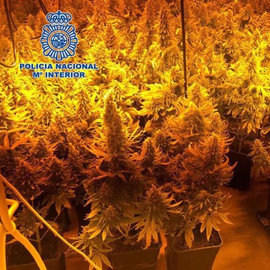 Un hombre es secuestrado y obligado a cultivar cannabis en Almería