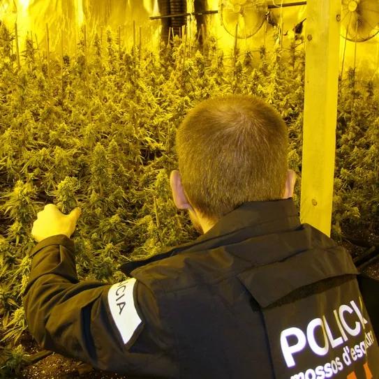 Los Mossos d'Esquadra se quejan de la exposición a las plantas de cannabis decomisadas