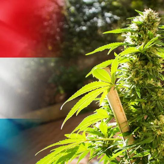 El proyecto de regulación recreativa en Luxemburgo se retrasa