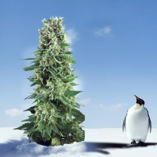 Calentar las plantas 