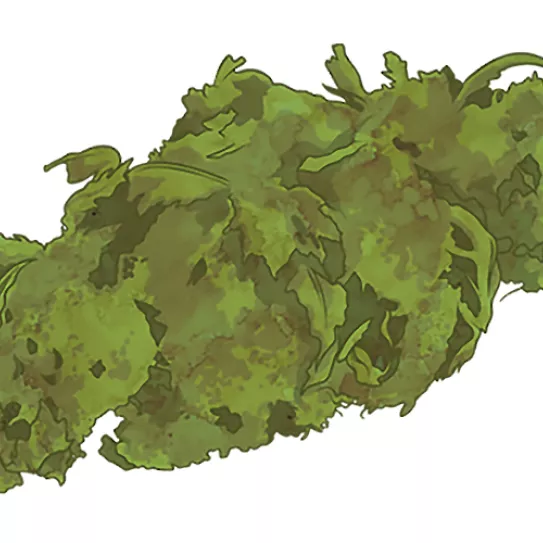 Primeros híbridos índica/sativa 