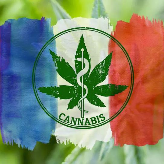 Francia ya tiene proveedores de cannabis medicinal para su programa piloto