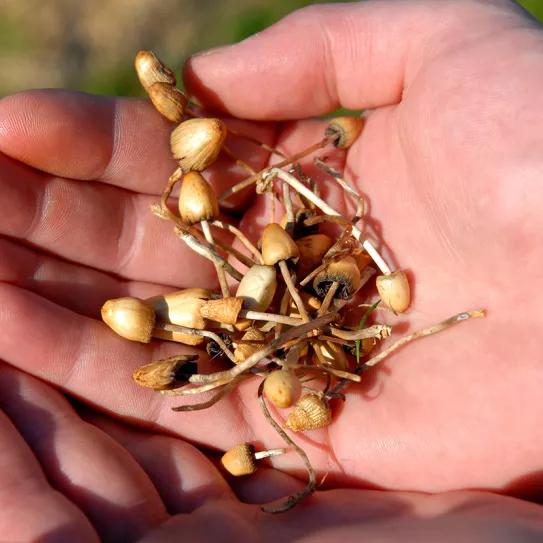Cambridge despenaliza el uso de psicodélicos naturales