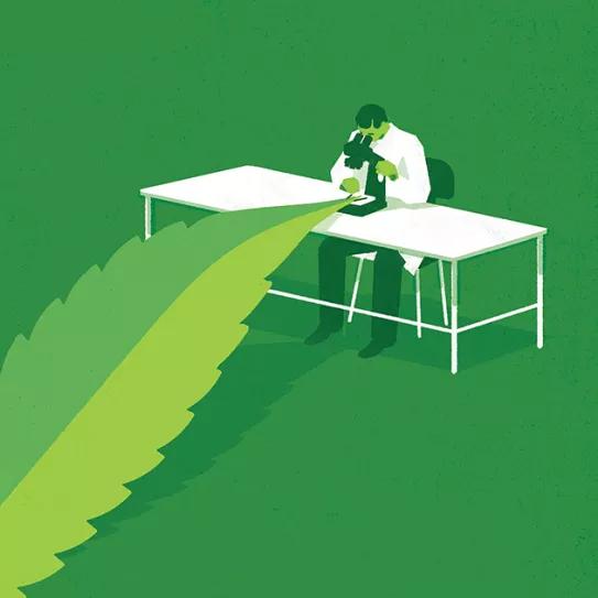 El Instituto Botánico de Barcelona lleva tres años estudiando los orígenes del cannabis