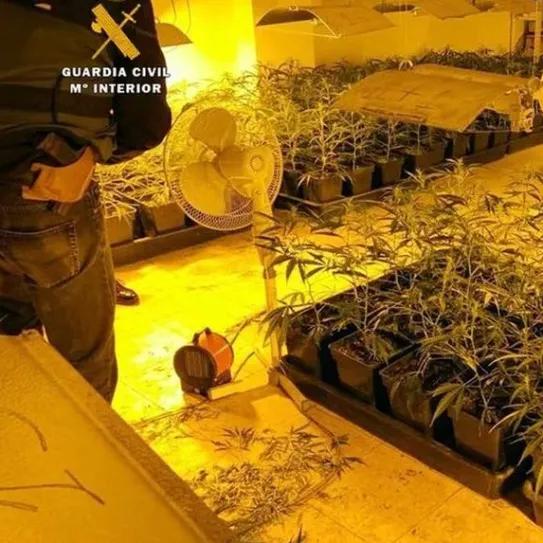 Absueltos los dos ex candidatos de Podemos que cultivaban cannabis