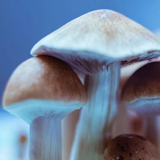 Diputados mexicanos presentan un proyecto de despenalización de los hongos alucinógenos