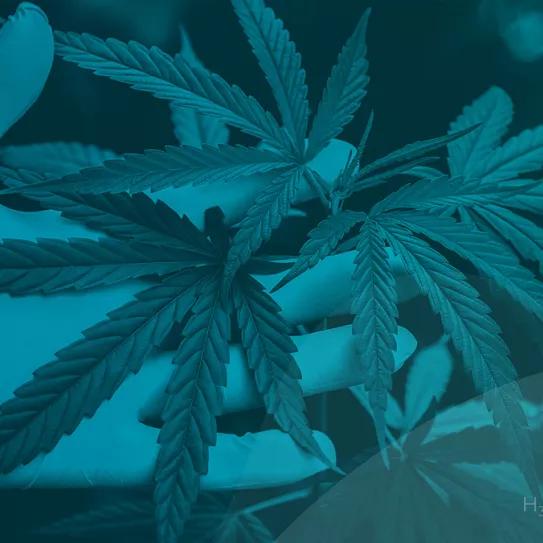 Cannabmed lanza una formación de seminarios sobre ciencia, salud y sociedad en torno al cannabis