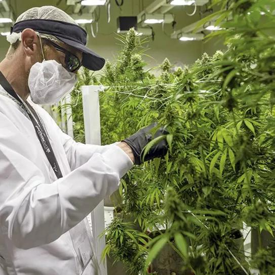 Colombia realiza la primera exportación de aceite de cannabis con THC a México