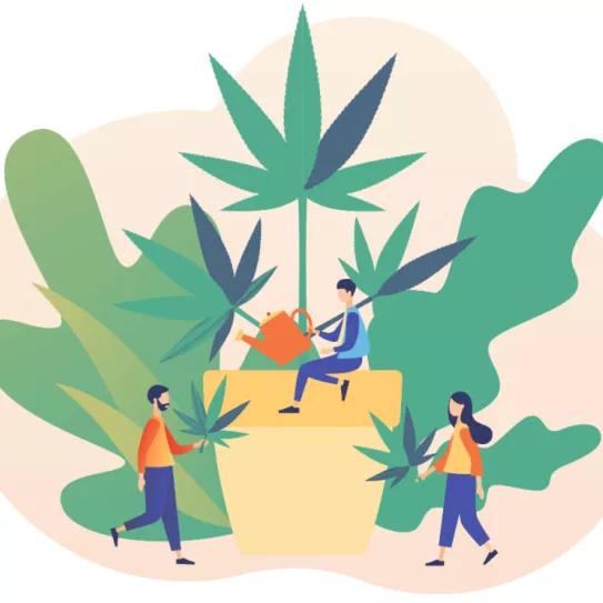 Editorial Cáñamo 19 Autocultivo en riesgo