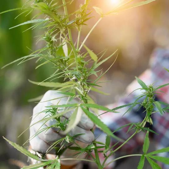 La Autoridad del Tabaco de Tailandia se asocia con la Farmacéutica del Gobierno para producir cannabis 