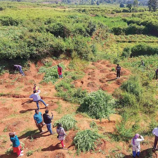 El estado de Himachal Pradesh (India) plantea regular el cannabis