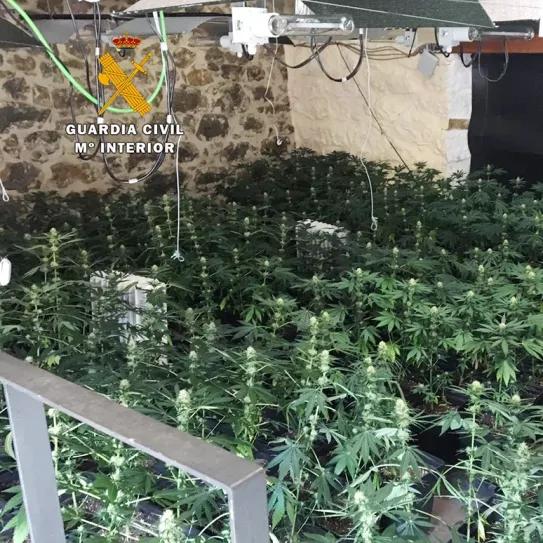 Absuelto un cultivador terapeútico que fue sorprendido con 1116 plantas