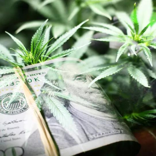 NORLM advierte de la creación de un lobby cannábico formado por el sector del alcohol y el tabaco 