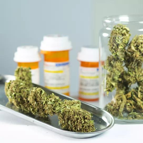 Pacientes italianos piden al ministro de Salud que mejore el acceso al cannabis medicinal