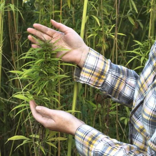 El Ministerio de Agricultura publica una nota sobre el cultivo de cáñamo 