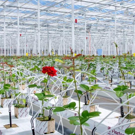 De la Rosa al Cannabis, el proyecto de transformación del mayor invernadero de Europa trae problemas