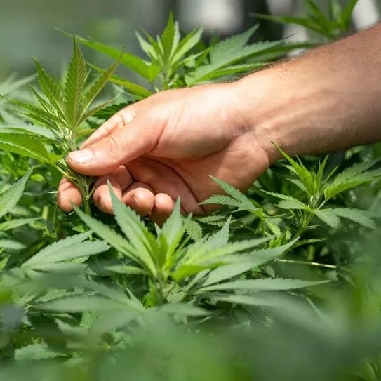 Los uruguayos que cultivan su propio cannabis aumentan un 50%