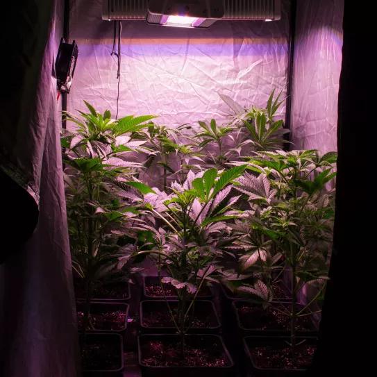 LOS CINCO ERRORES MÁS COMUNES EN LA FASE DE CRECIMIENTO