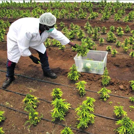 La Asociación de Agricultores Negros de Sudáfrica protesta por la entrega desigual de licencias de cannabis