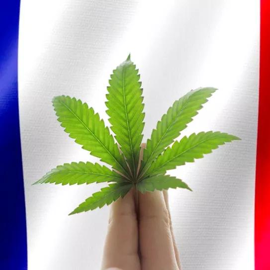 Diputados franceses recomiendan al Gobierno la regulación del cannabis 