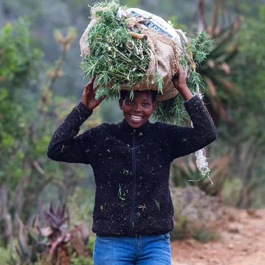 Legislar el cannabis para mejorar las condiciones de agricultores y campesinos