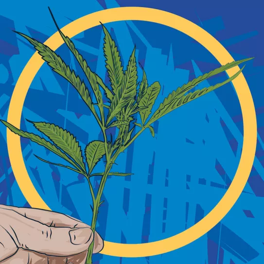 Esquejes para aumentar el número de plantas 