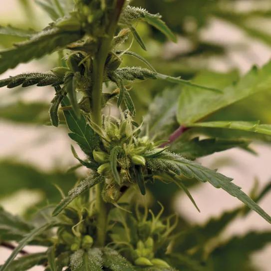 Esta hembra fue fumigada con STS cuando ya estaba empezando a florecer, por eso tiene flores hembra junto a las flores macho.