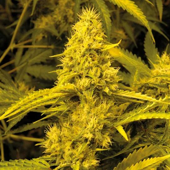 El resultado final es espectacular: plantas grandes, cogollos grandes. 