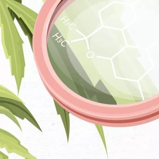 5 mg de THC será la medida estándar para los estudios con cannabis en EE UU