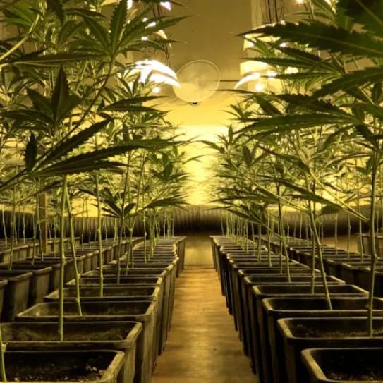 40.000 plantas y 600 kilos de marihuana incautados en una operación contra una mafia china