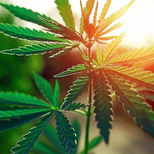 El Parlamento de Nigeria aprueba un plan para regular el cáñamo industrial y el CBD 