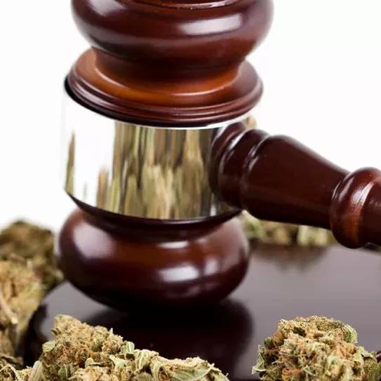 Absuelto un estudiante universitario acusado de tráfico al defender que el cannabis le ayudaba a estudiar