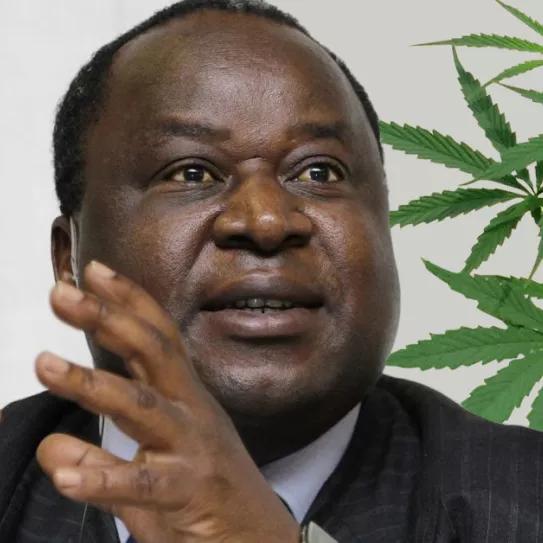 El ministro de Economía de Sudáfrica pide la regulación completa del cannabis