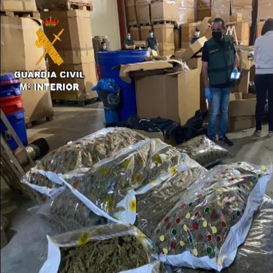 Detenida una banda que producía hachís autóctono en Alicante, dirigida por narco preso