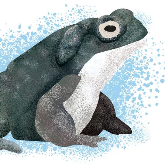 No, la “bufantoína” no existe