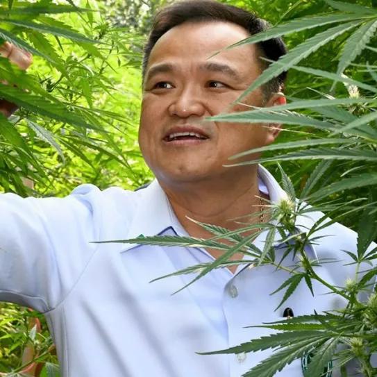 Tailandia declarará cuatro variedades de cannabis como Patrimonio Nacional 