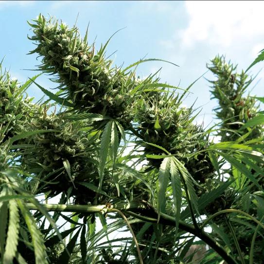 Control total del crecimiento: cómo conseguir la forma perfecta 