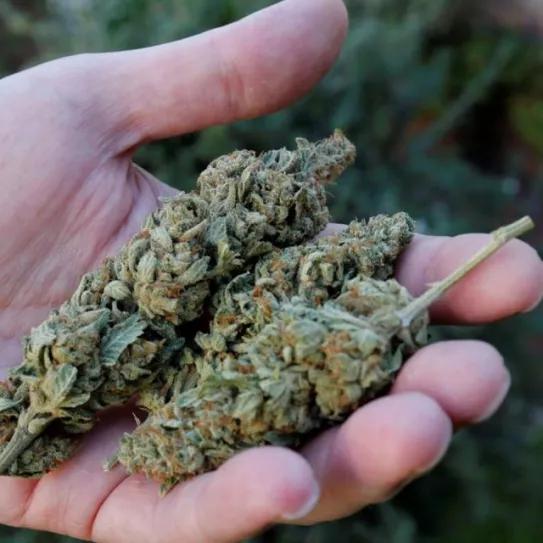 Disputa en Uruguay entre Interior y el Ircca por el acceso al registro de cultivadores de cannabis