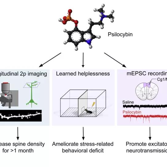 La psilocibina provoca un aumento de las conexiones neuronales en un estudio con ratones